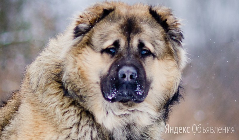Собака Кавказская гончая