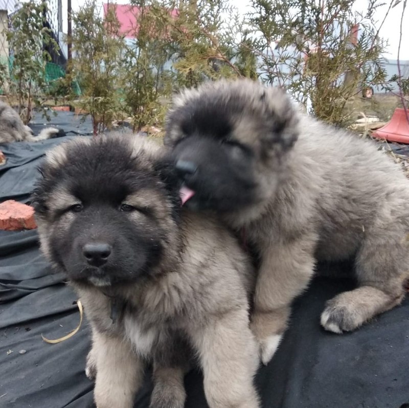 Кавказская овчарка щенок