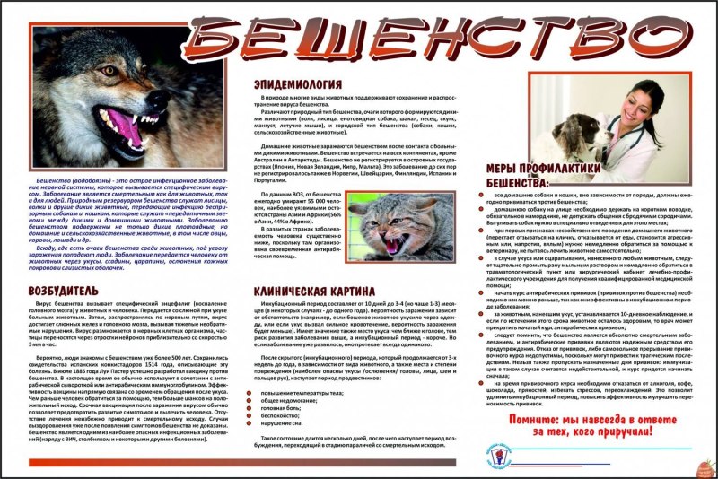 Агрессия собак