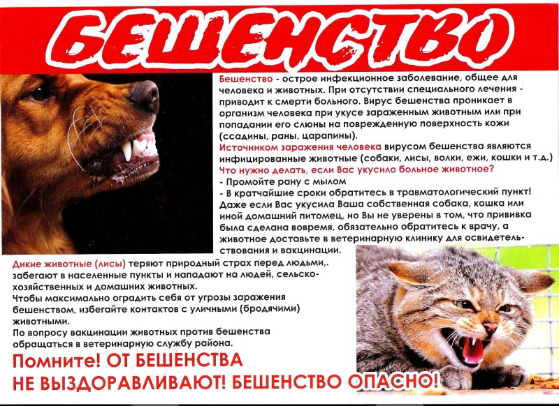 Памятка бродячие собаки