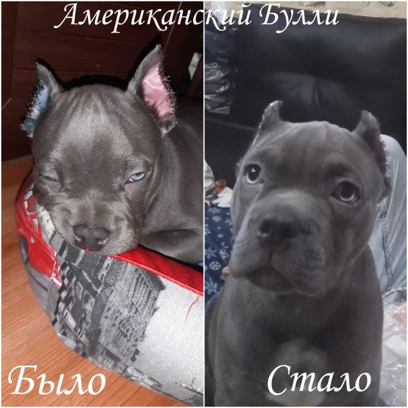 Купирование ушей у булли