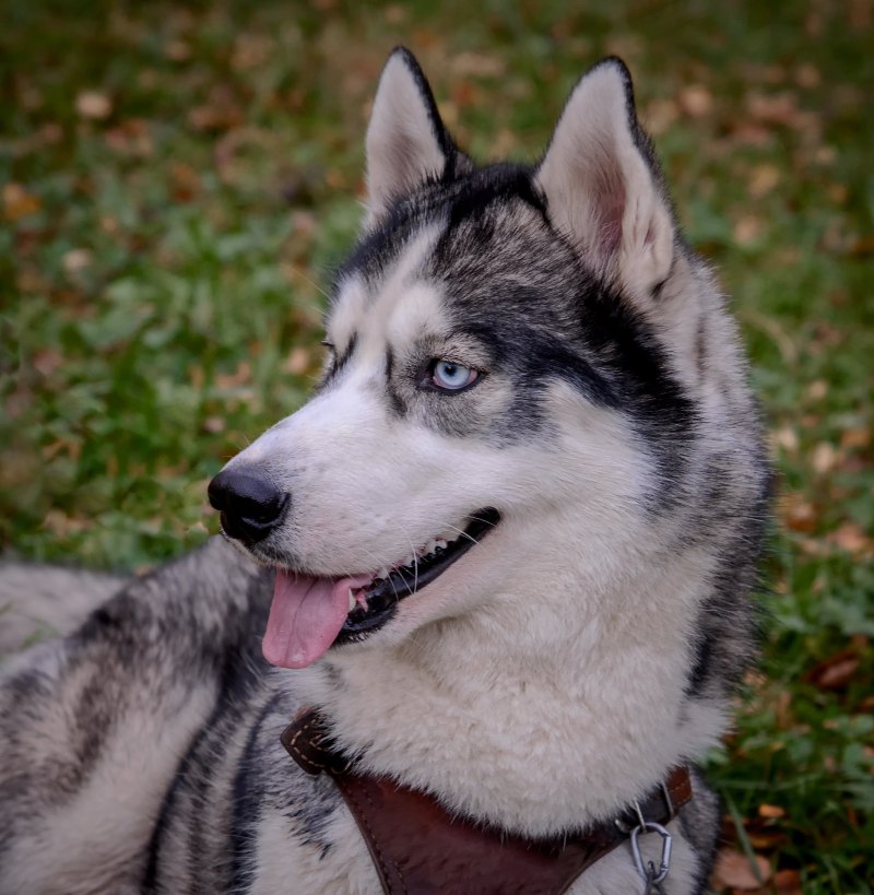 Дог xaski