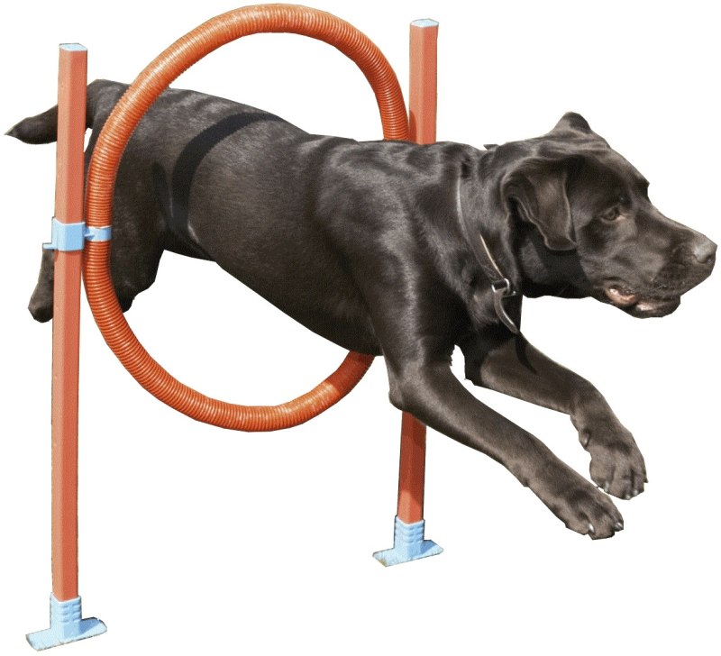 Agility для собак