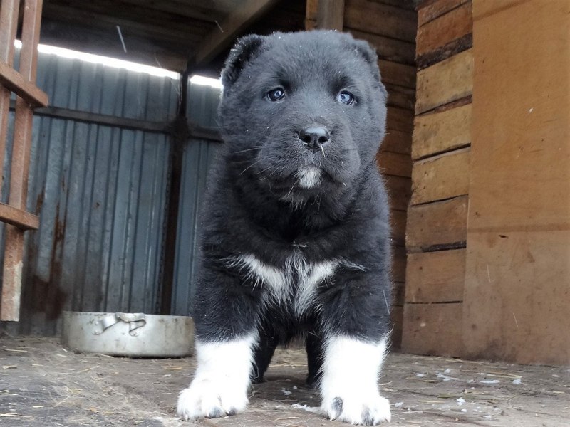 Щенок алабая коричневый