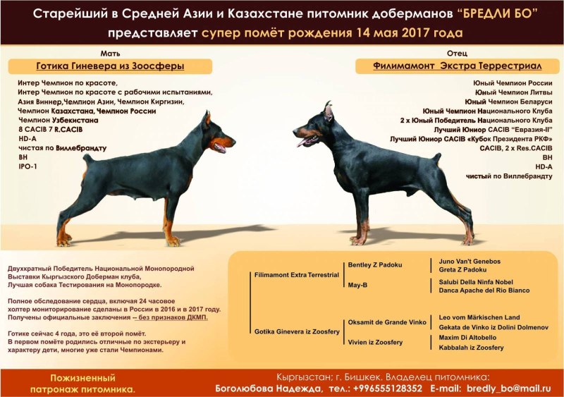 Доберман 60 кг