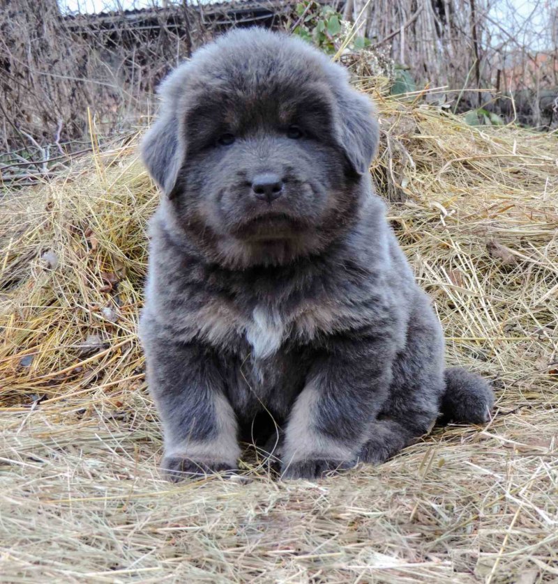 Осетинский мастиф