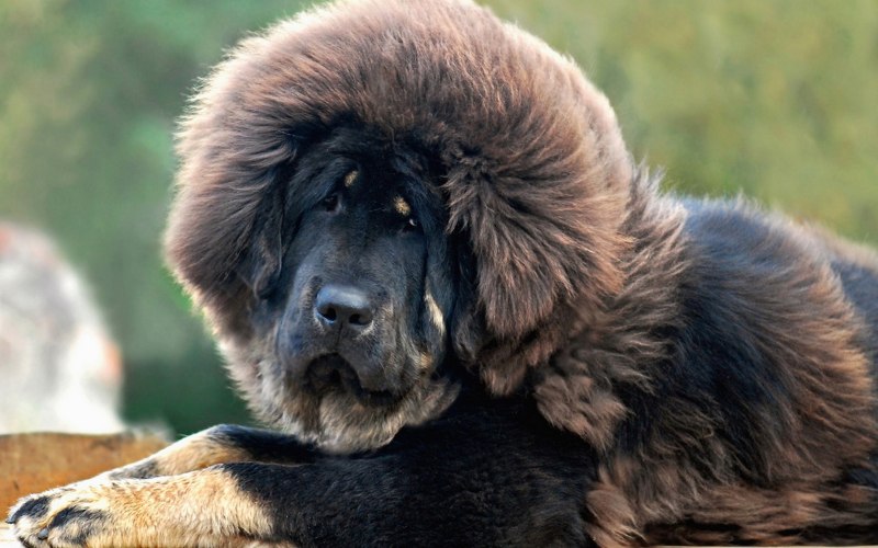 Тибетский мастиф серый