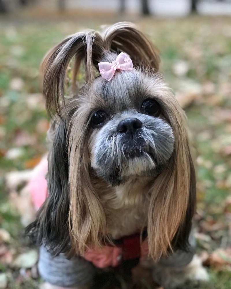 Ши-тцу (Shih Tzu