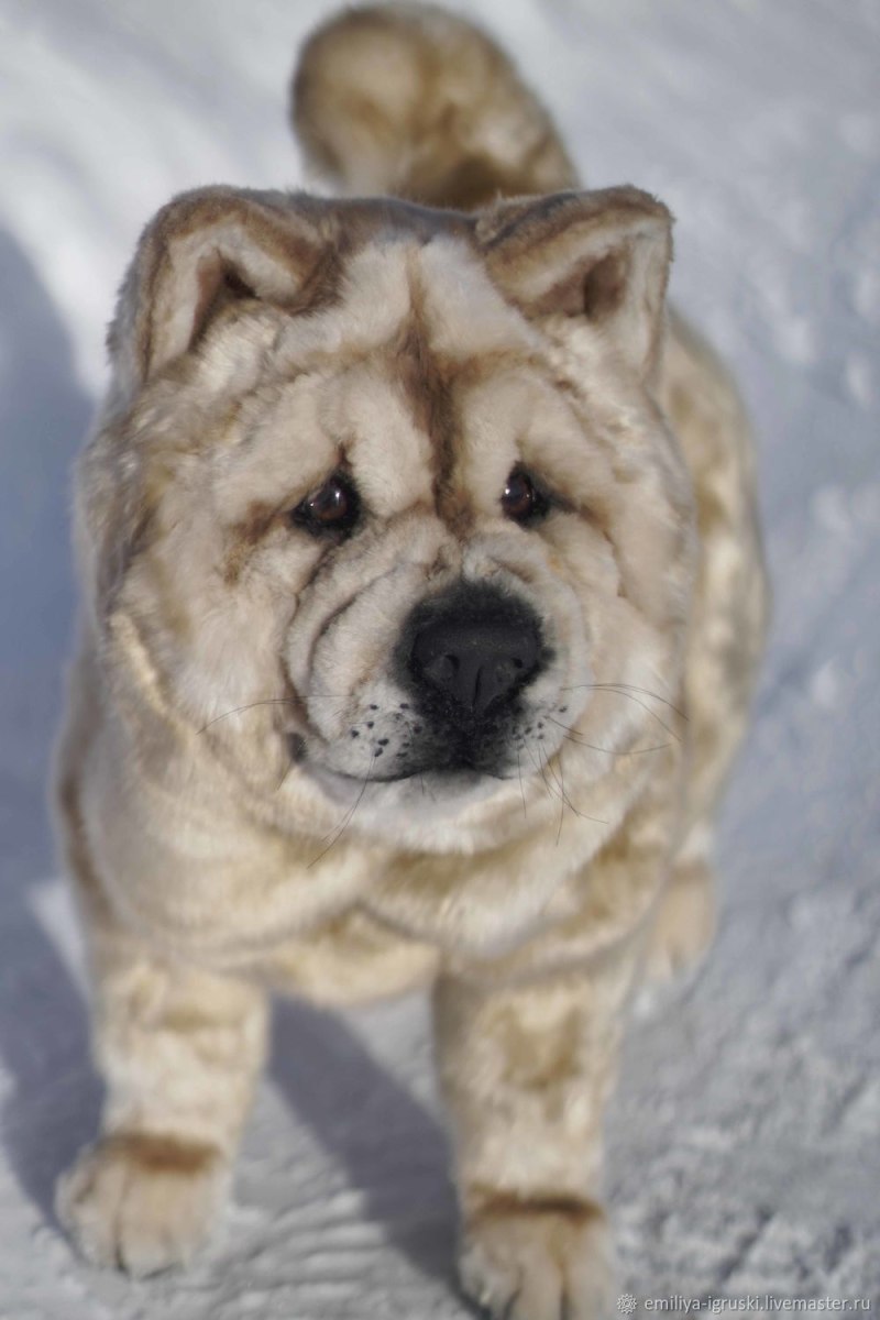 Chow Chow face