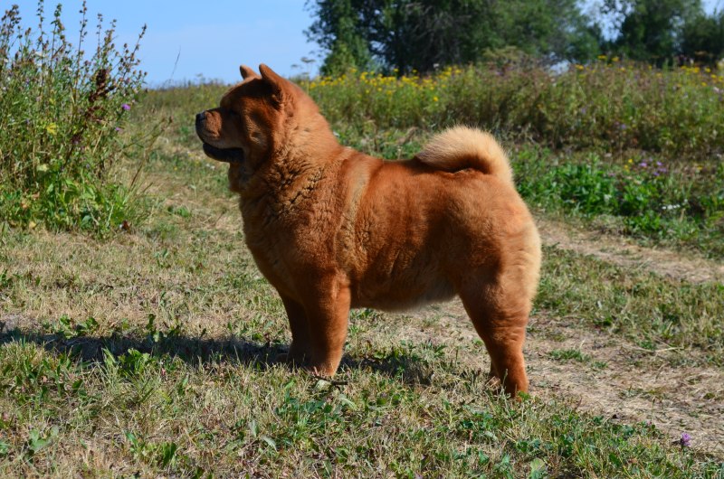 Чау-чау короткошерстный смуф отзывы