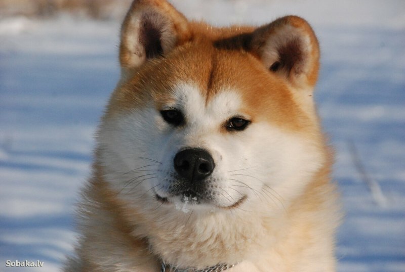 Собачка Акита ину