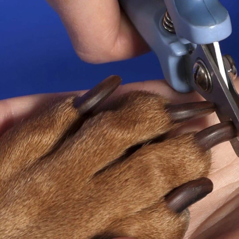 Dog Nails