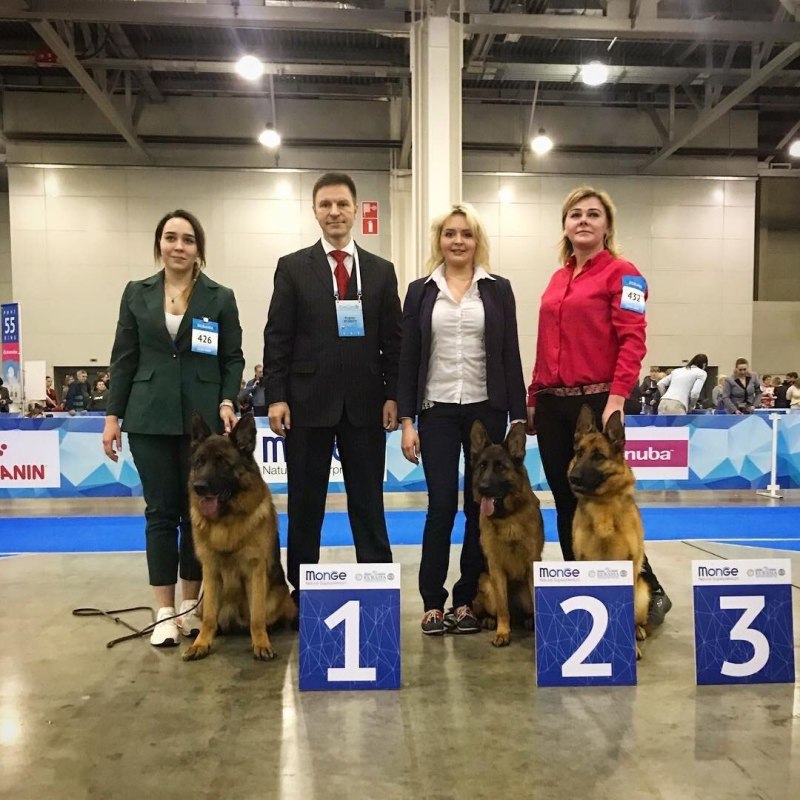 Выставка собак Евразия 2019 победители