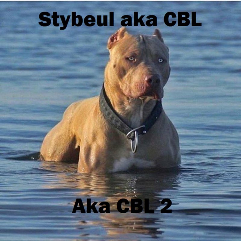 АПБТ порода собак