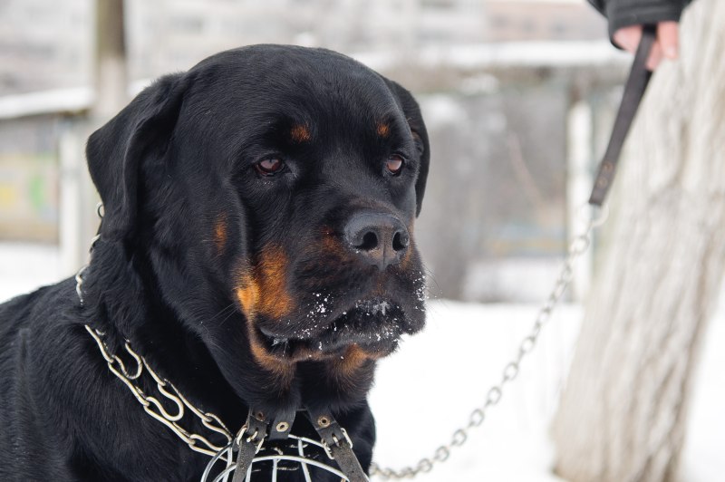 Собака ротвейлер