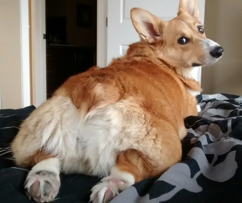 Корги жеппа