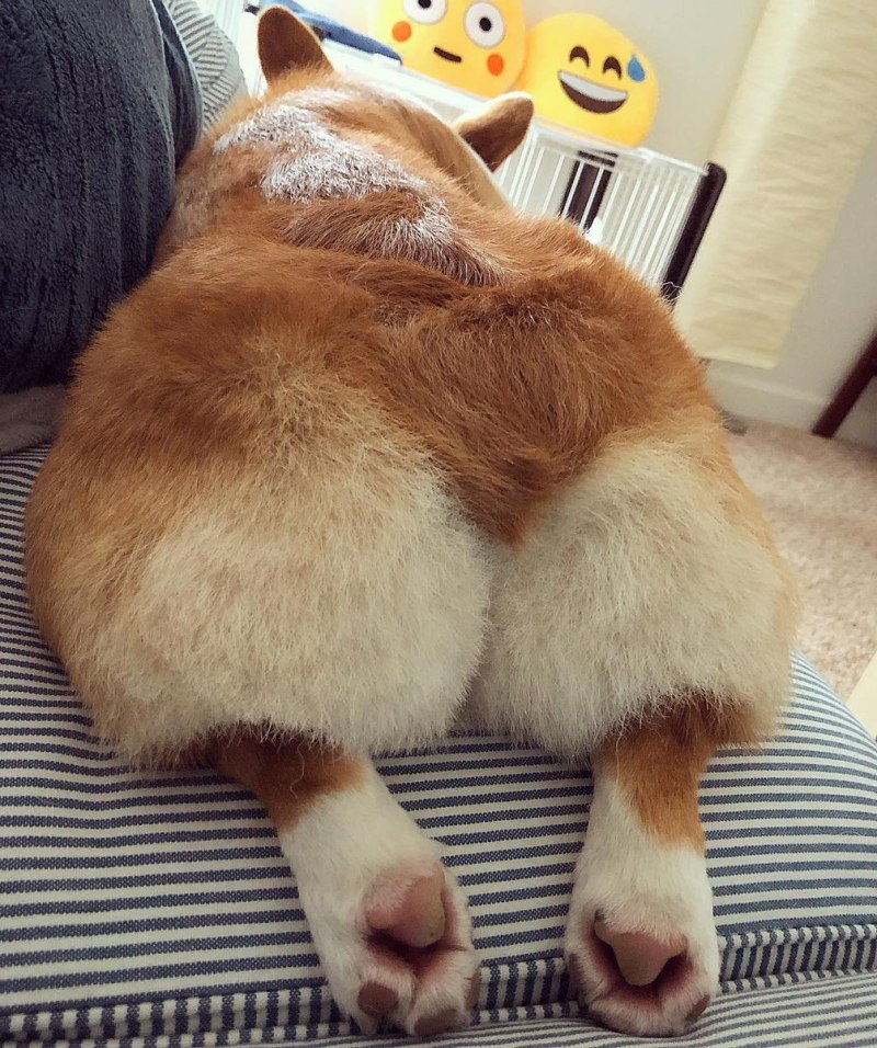 Корги щенок жопка