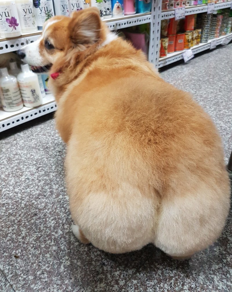 Вельш корги толстый