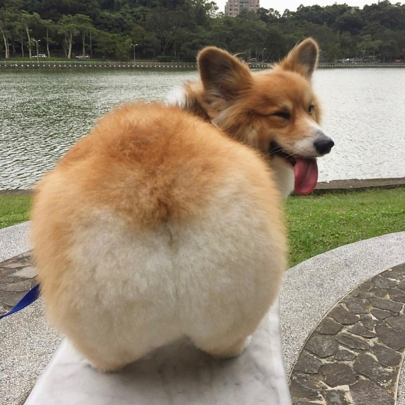 Корги butt