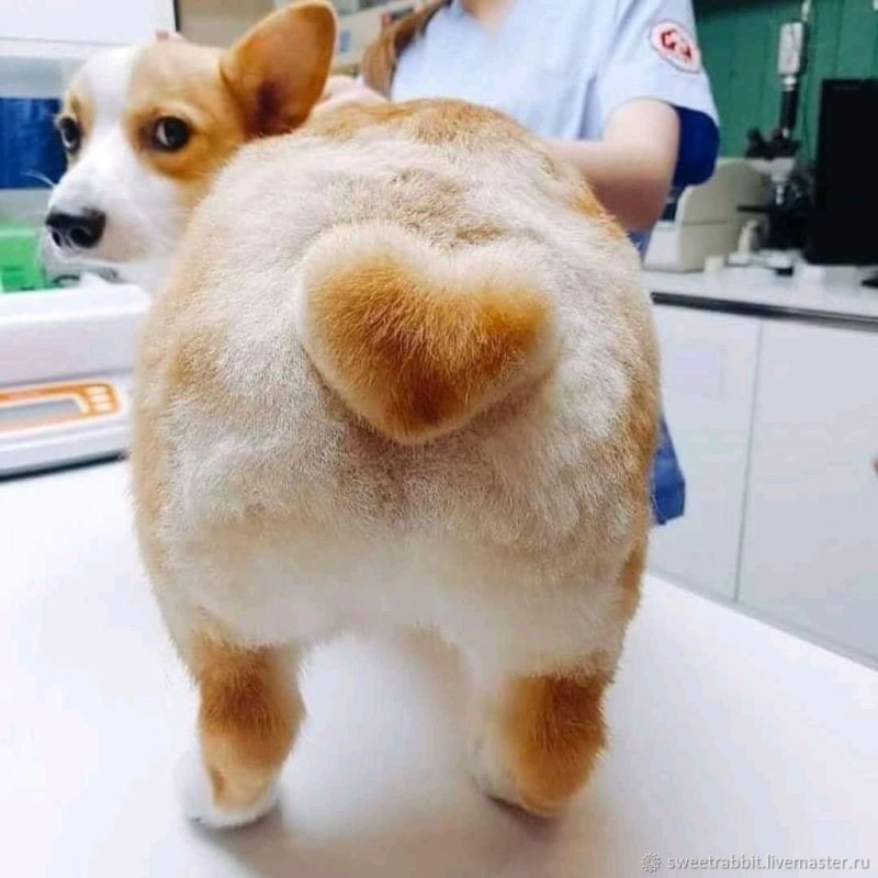 Стрижка корги с хвостом