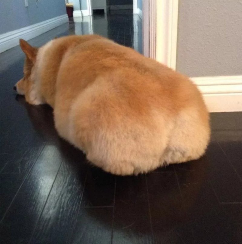 Корги толстенький