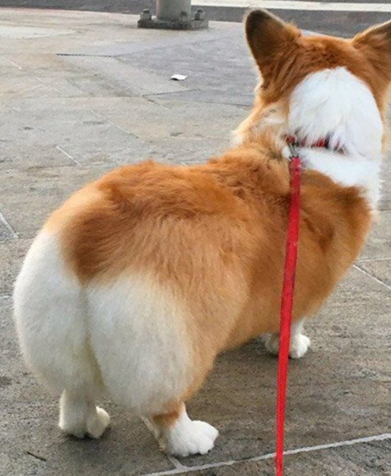 Вельш корги с сердечком