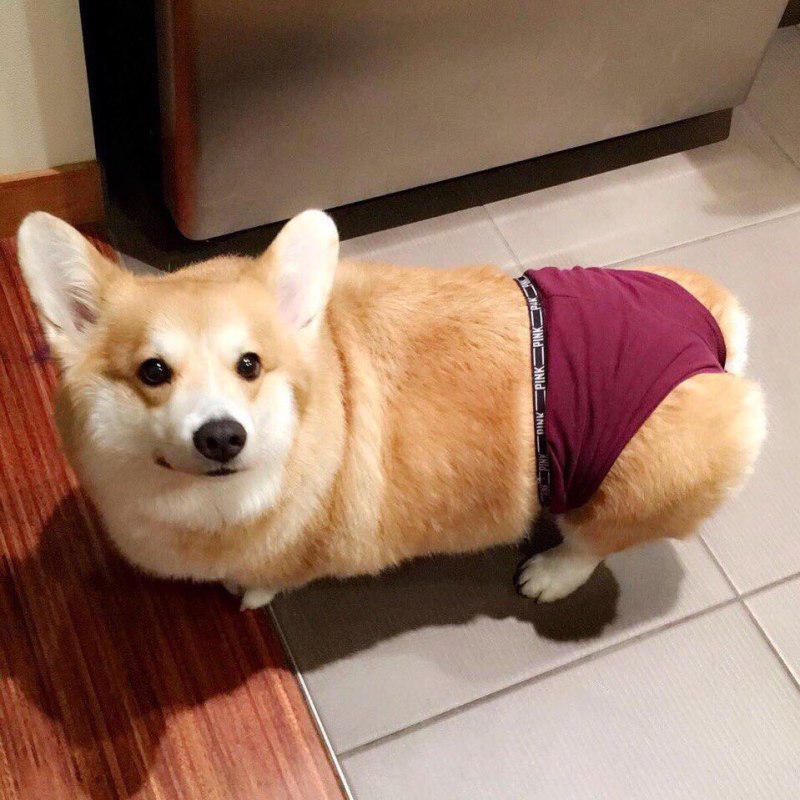 Вельш корги толстый