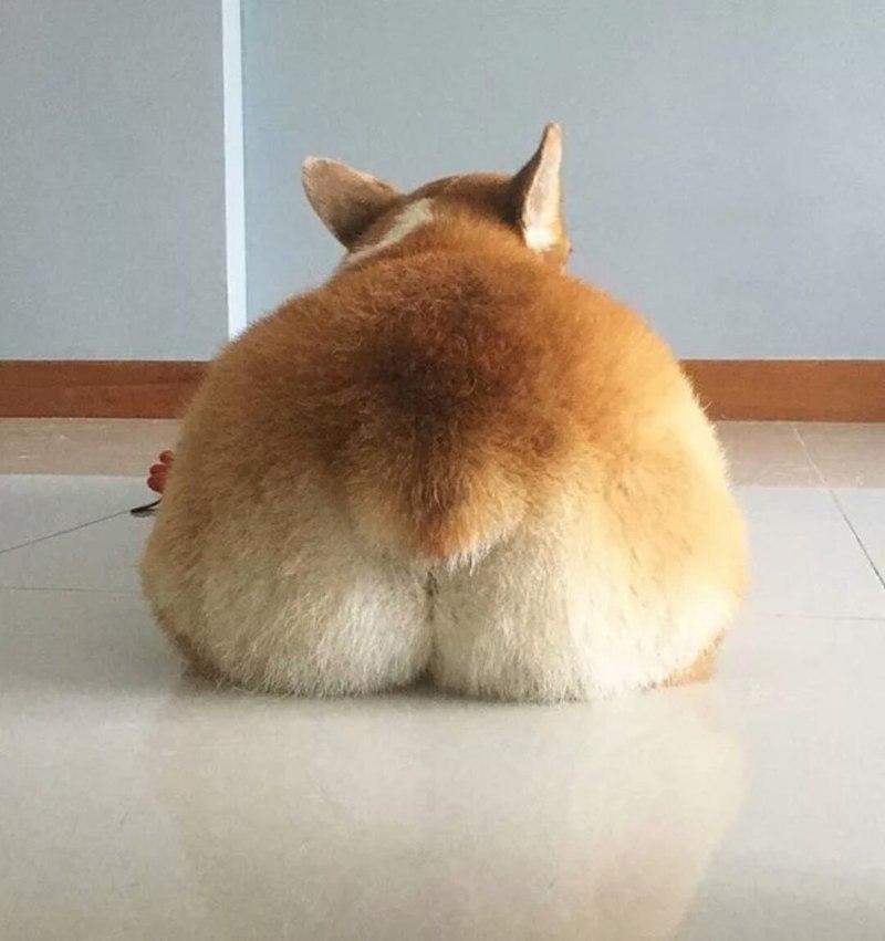 Корги сзади