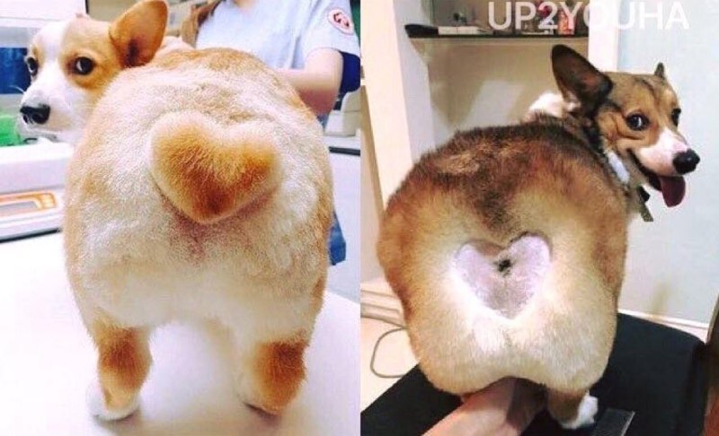 Смешные стрижки собак