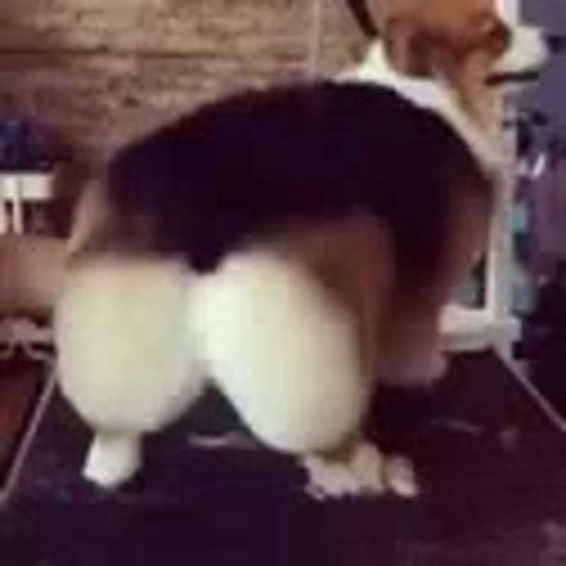 Собака виляет попой