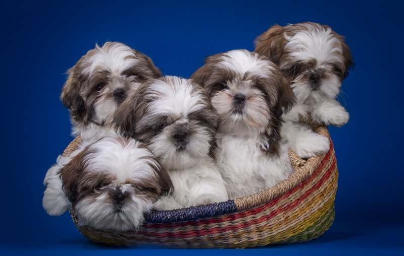 Ши-тцу (Shih Tzu