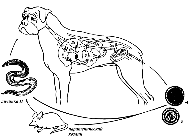Toxocara canis цикл развития