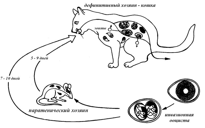 Кот просыпается и кашляет