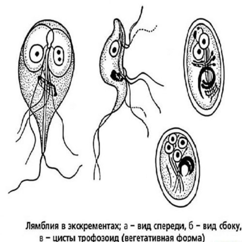 Токсокара жизненный цикл