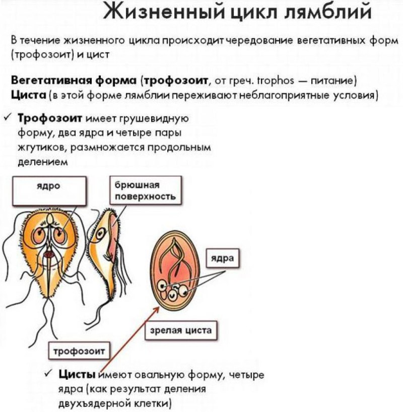 Лямблия интестиналис