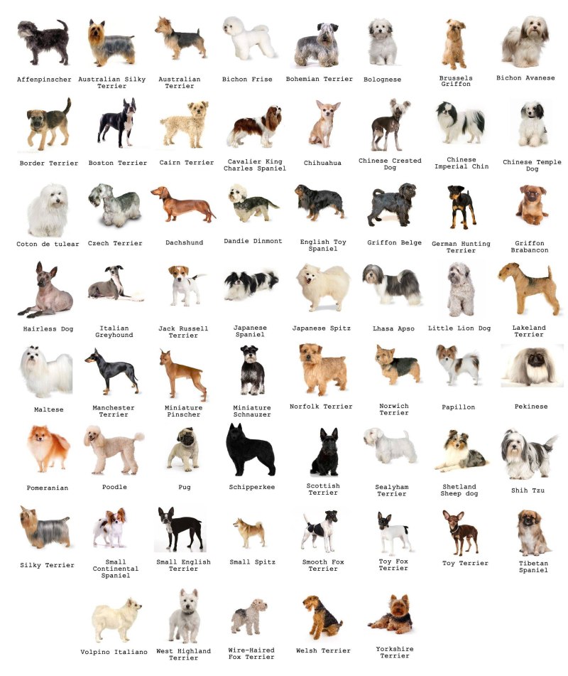 Breed порода собак