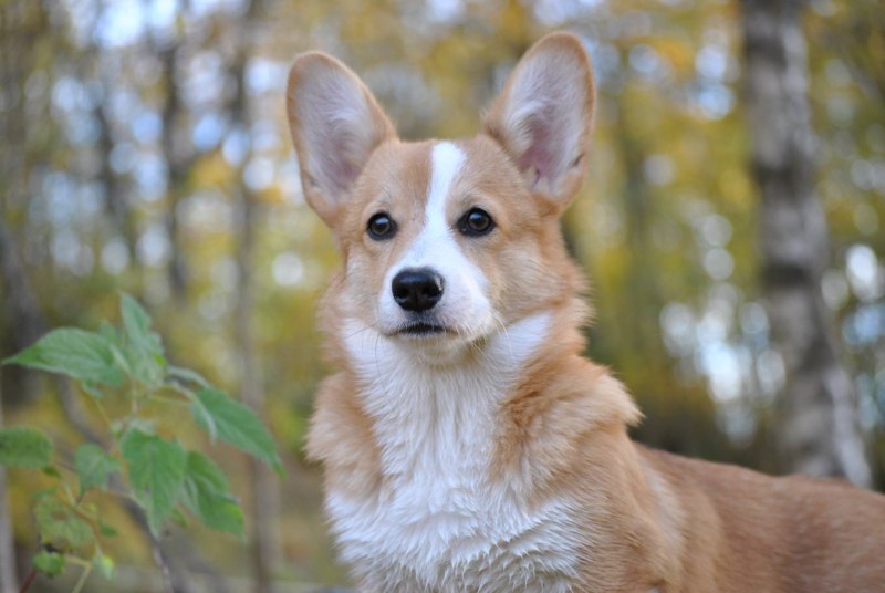 Вельш корги пемброк