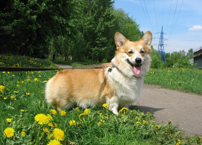 Корги даун