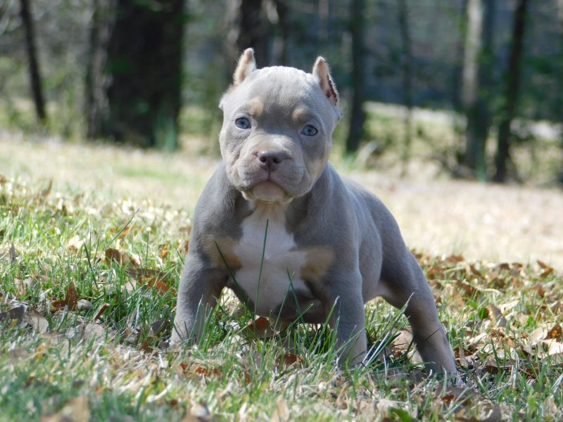 Pitbull Breeders щенки