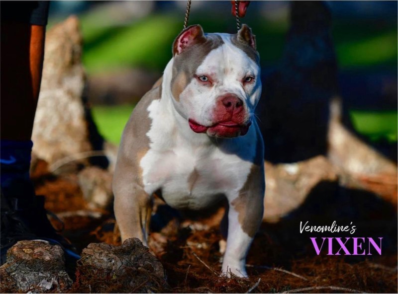 American Bully щенок