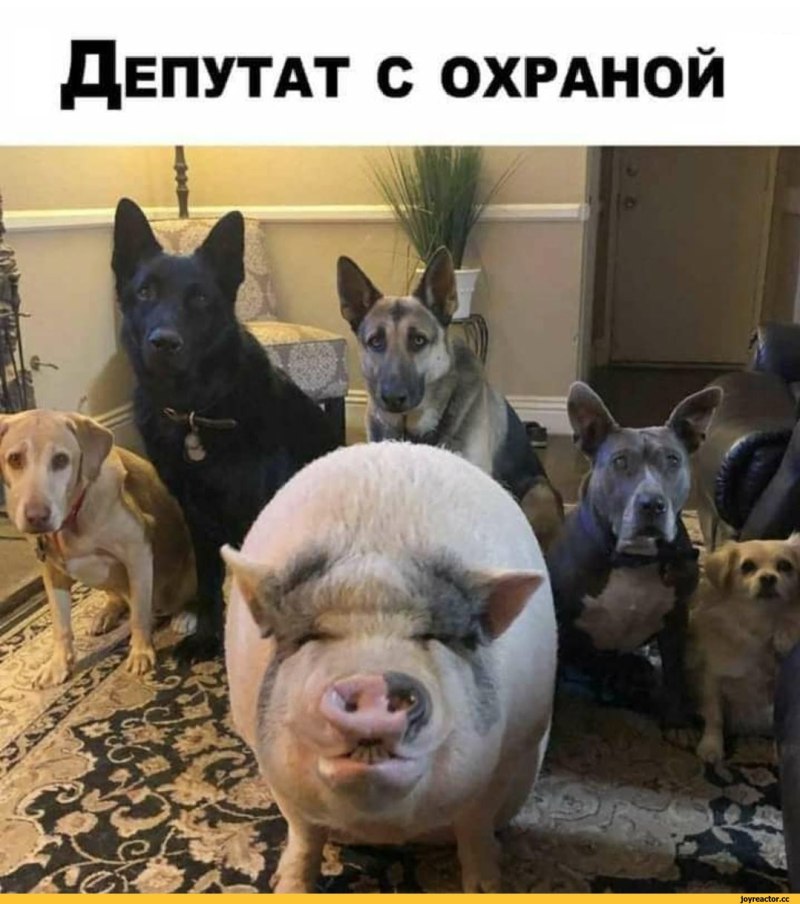 Бэйб: Четвероногий малыш фильм 1995