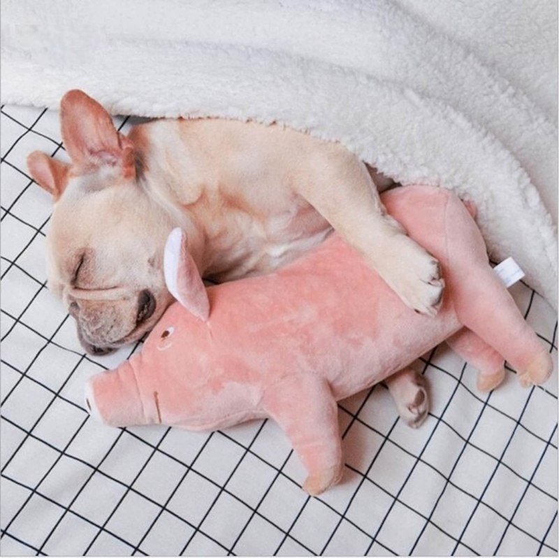 Собака Pig