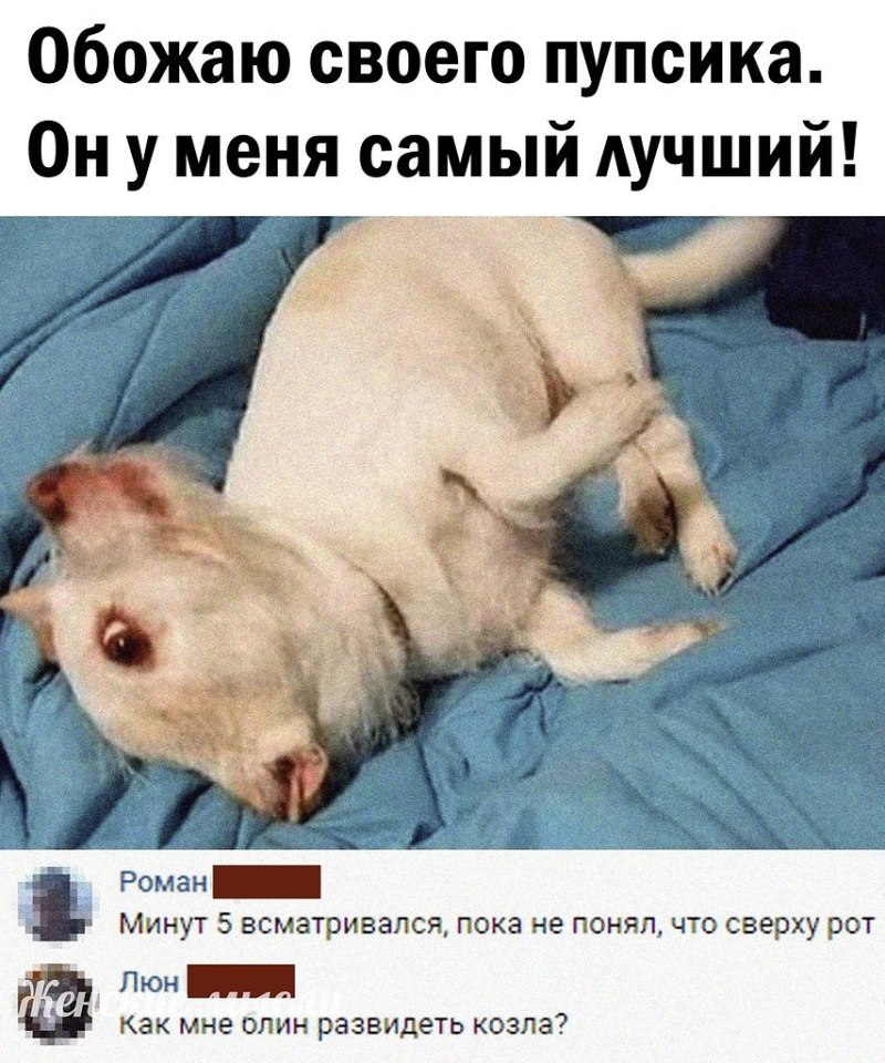 Лабрадор мордочка на причале