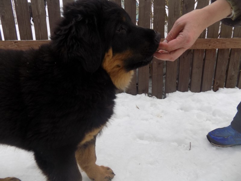 Щенки хотошо трёхмесячного