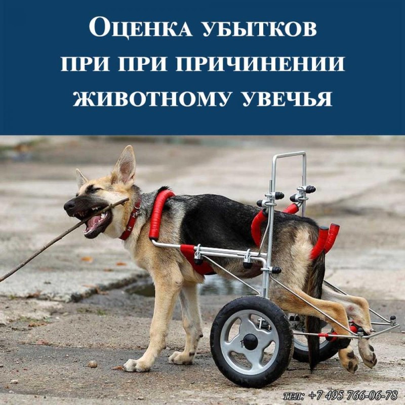 Собака инвалид