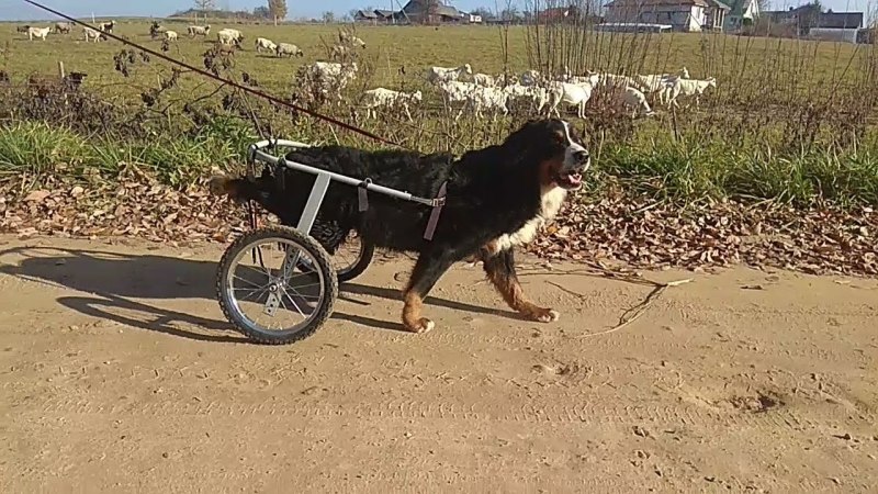 Искалеченный пес без лапы на улице