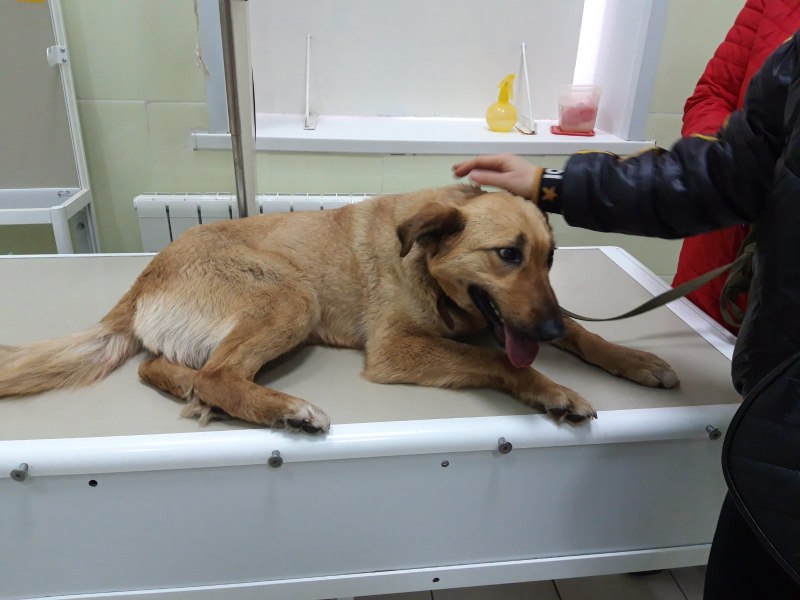 Dog Care инвалидная коляска