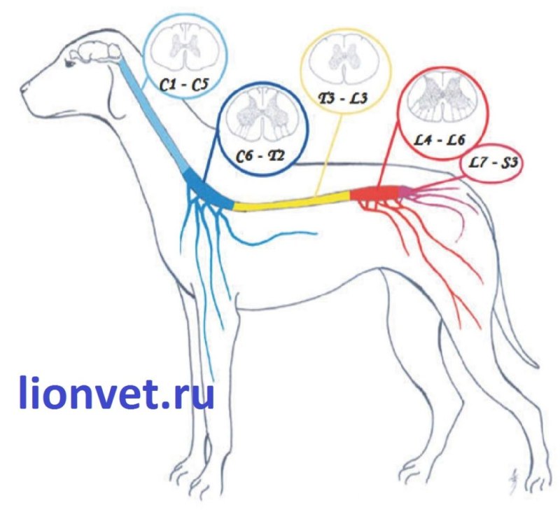 Ветклиники ANICURA