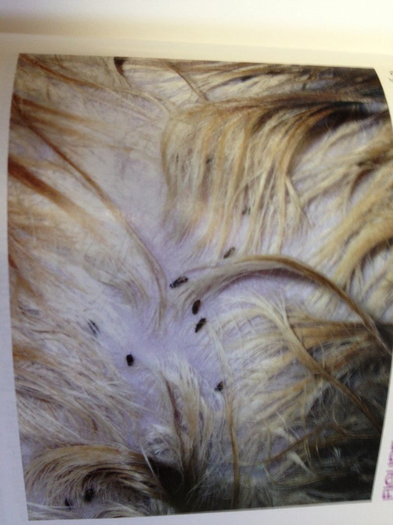 Demodex canis под микроскопом