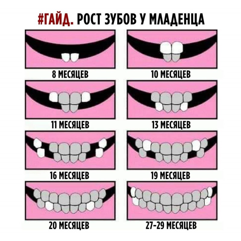 Зубы Джек Рассел терьера